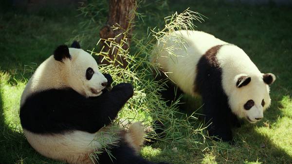 Zoo Atlanta streams Panda Cam, more things to do at home