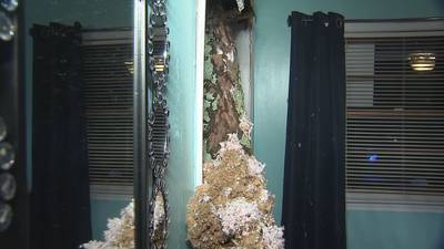Tree misses daughter ‘by inches’ after it crashes into her bedroom, mother says