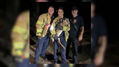 Roswell firefighters spring into action, save deer stuck in pond
