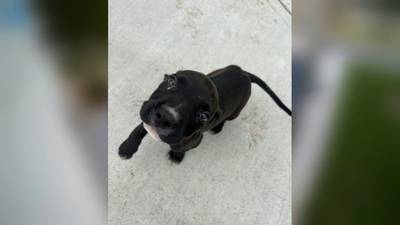 A Gwinnett County family wants their dog back after video shows a couple stealing it