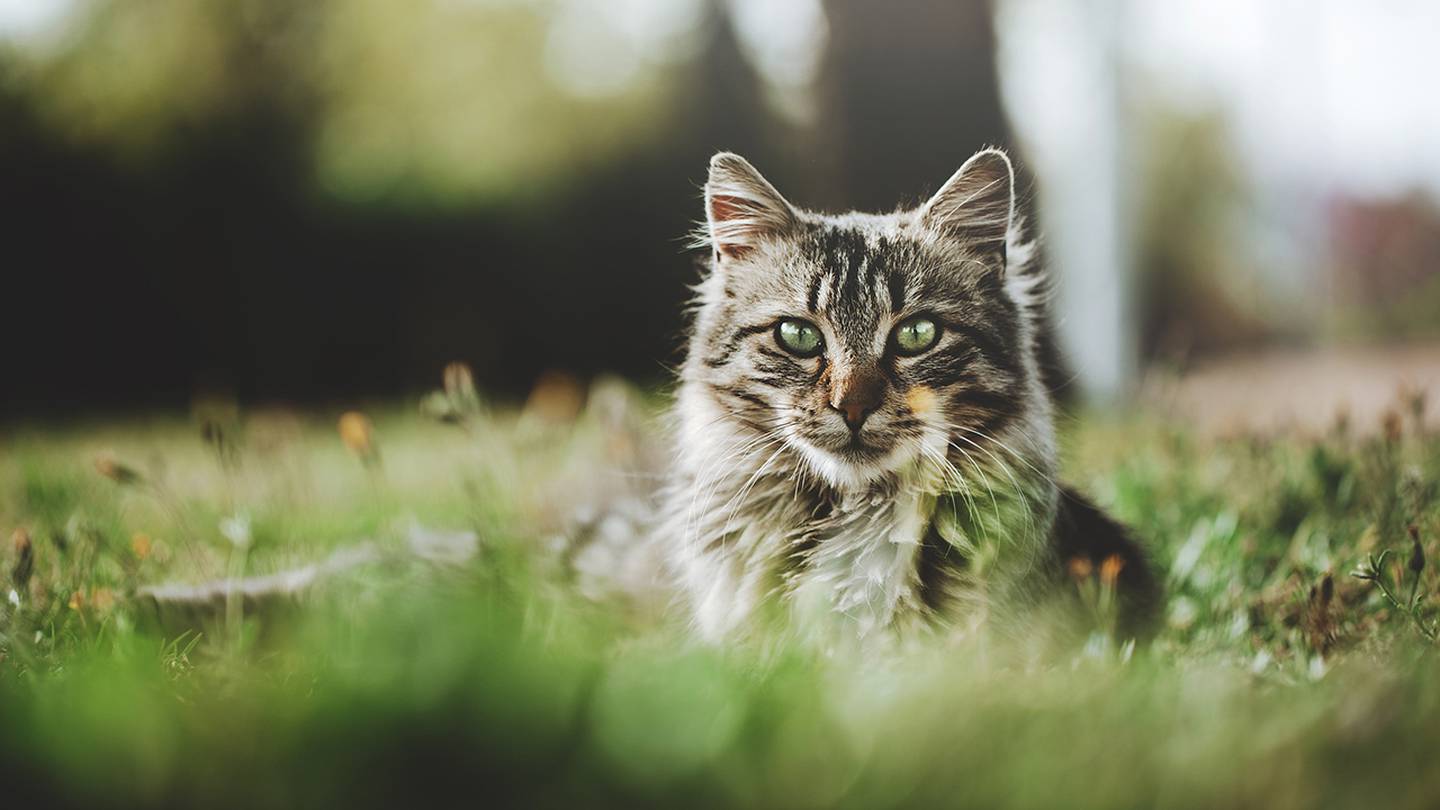 Здравните служители казват, че жител на Орегон вероятно се е заразил с бубонна чума от котка