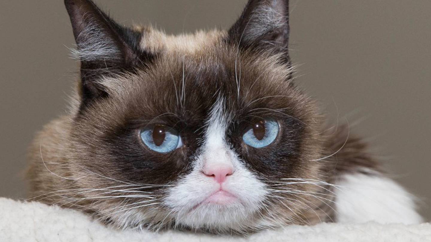 Grumpy Cat death: Beloved pet and internet meme sensation dies