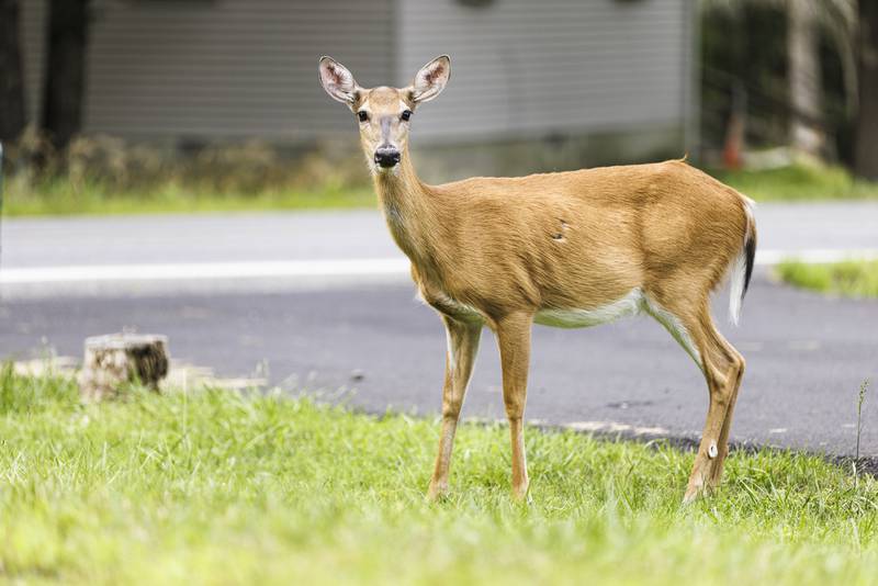 Deer caught dashing through Sam’s Club