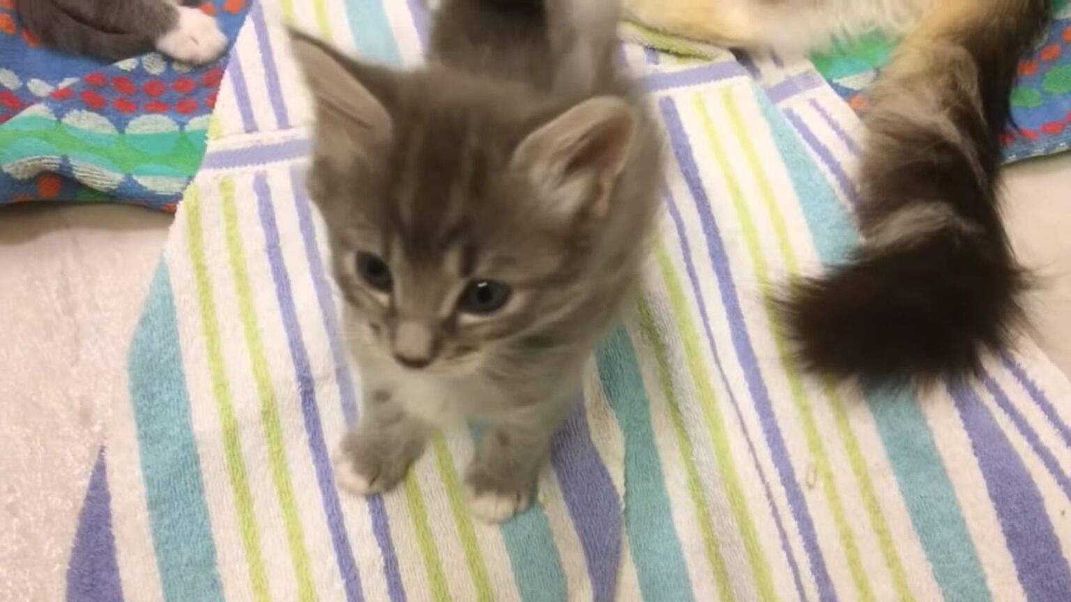 VIDEO: Helping Motley Zoo Animal Rescue on this Giving Tuesday – KIRO 7  News Seattle