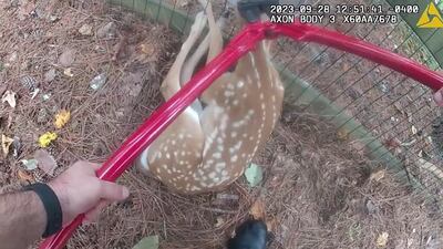 This deer rescue by Cobb Police will make your heart grow fawn’der 