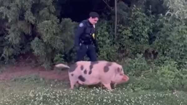This little piggie went home: Metro Atlanta officers find pig walking around