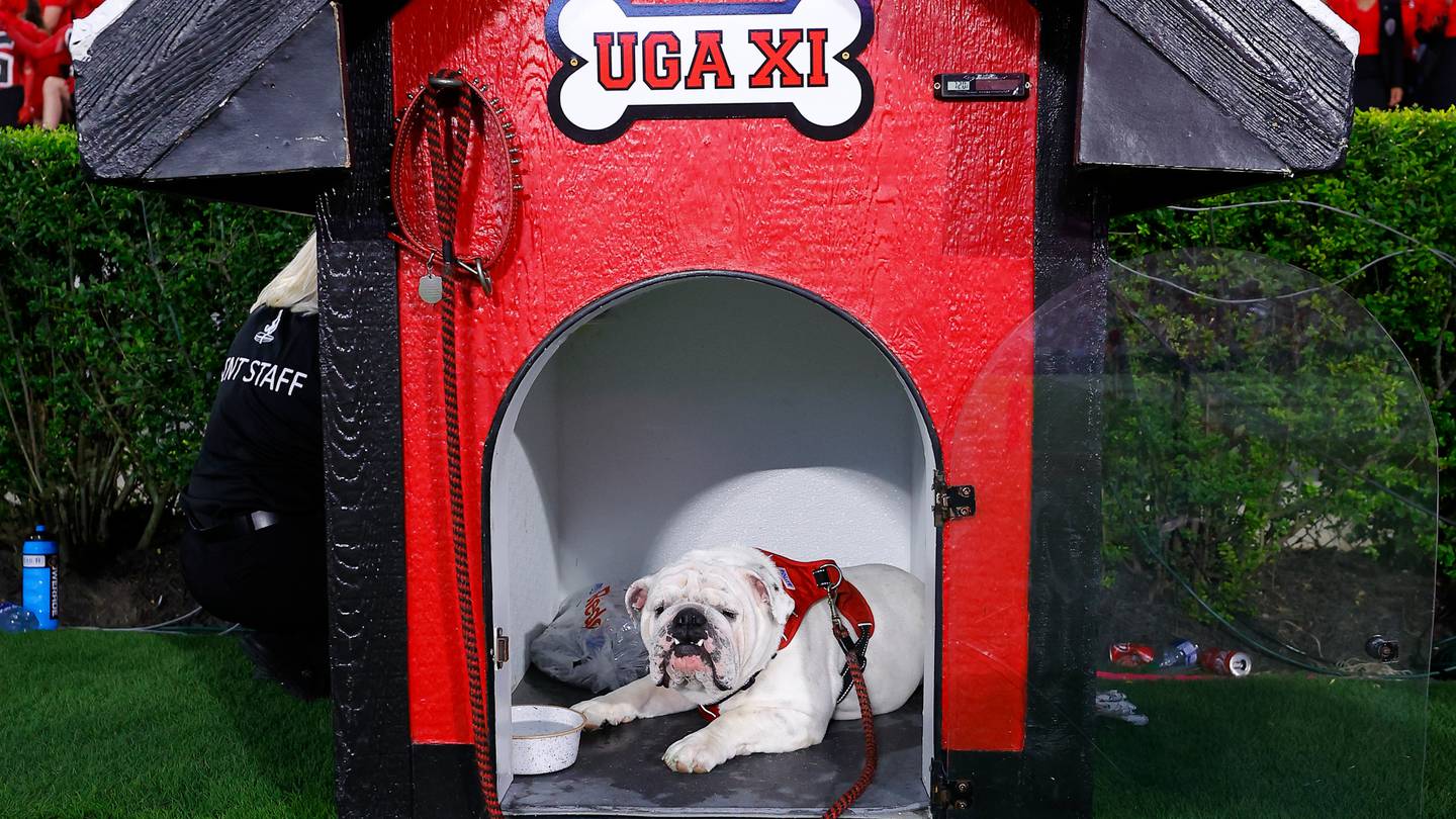 Georgia has a new mascot. Meet Uga XI 