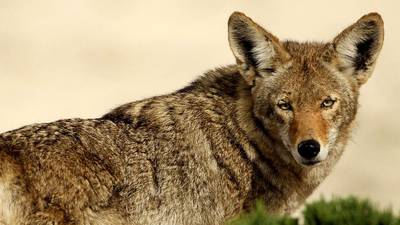 “This is a public safety issue;” Atlanta neighbors alarmed by wandering coyotes