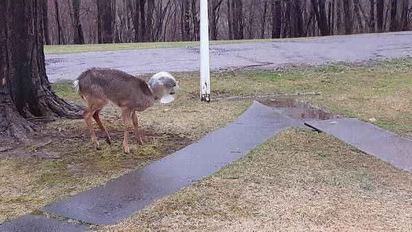 ‘Jughead’ freed: Neighbors remove plastic jug stuck on deer’s head 
