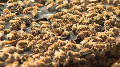 Georgia researchers creating a buzz to help save the honeybee population