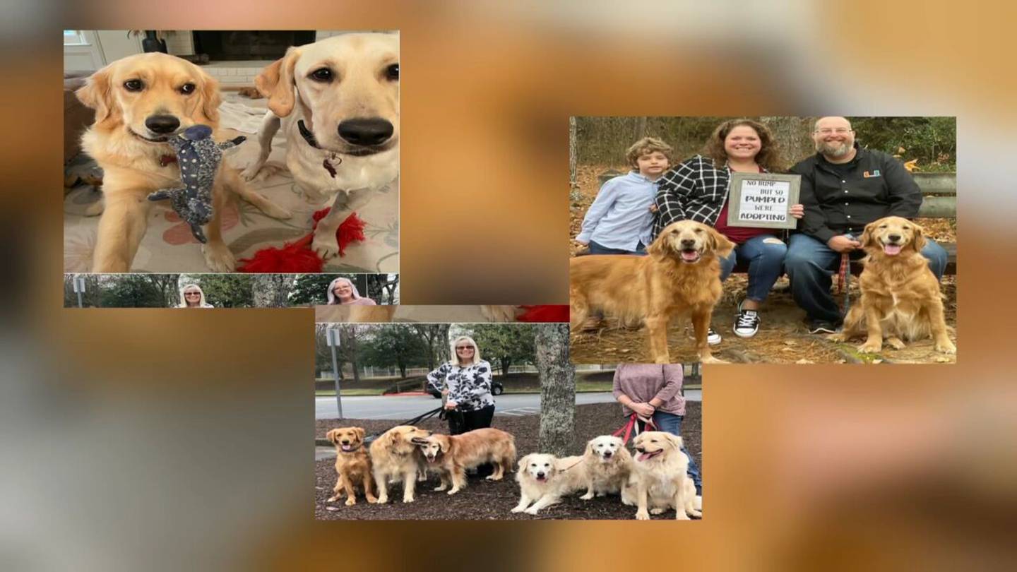 Atlanta Area Dog Rescue Provides Foster