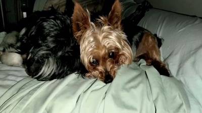 Gwinnett woman desperate to find 7-year-old yorkie stolen from her car