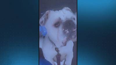Local woman says her dog was stolen, is being held for nearly $4K ransom
