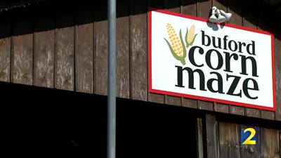 Buford Corn Maze May Fair