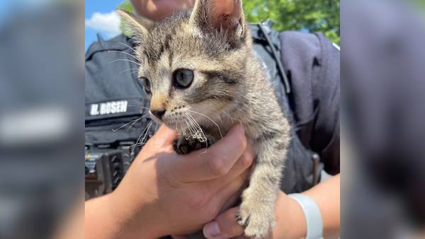 Cobb driver calls police over car trouble. Police find kitten under the hood