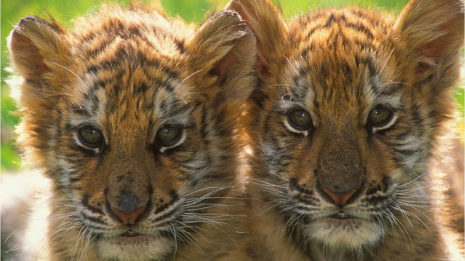 Toledo Zoo Welcomes Two Adorable Tiger Cubs After 9 Years