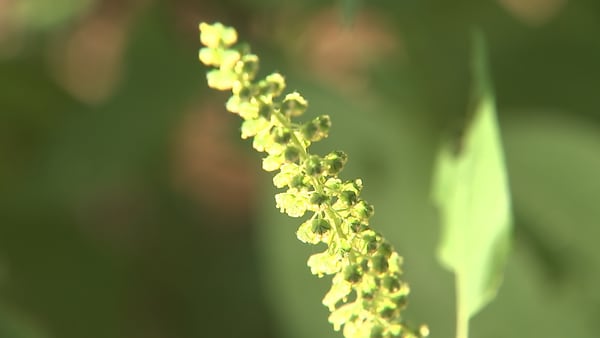 Weeds causing problems for fall allergy sufferers