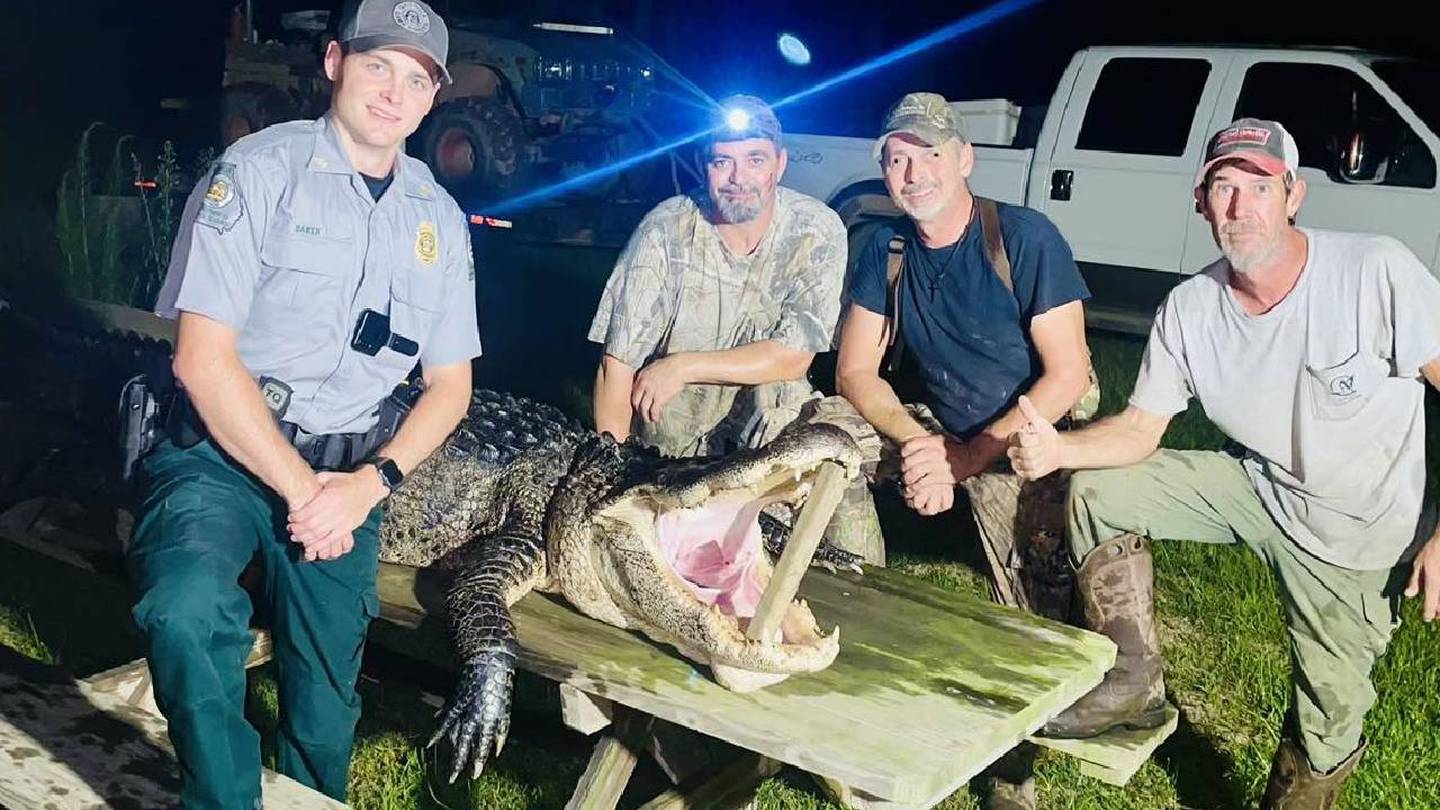 Gator hunters capture alligator nearly 12 feet long in Ocmulgee River –  WSB-TV Channel 2 - Atlanta