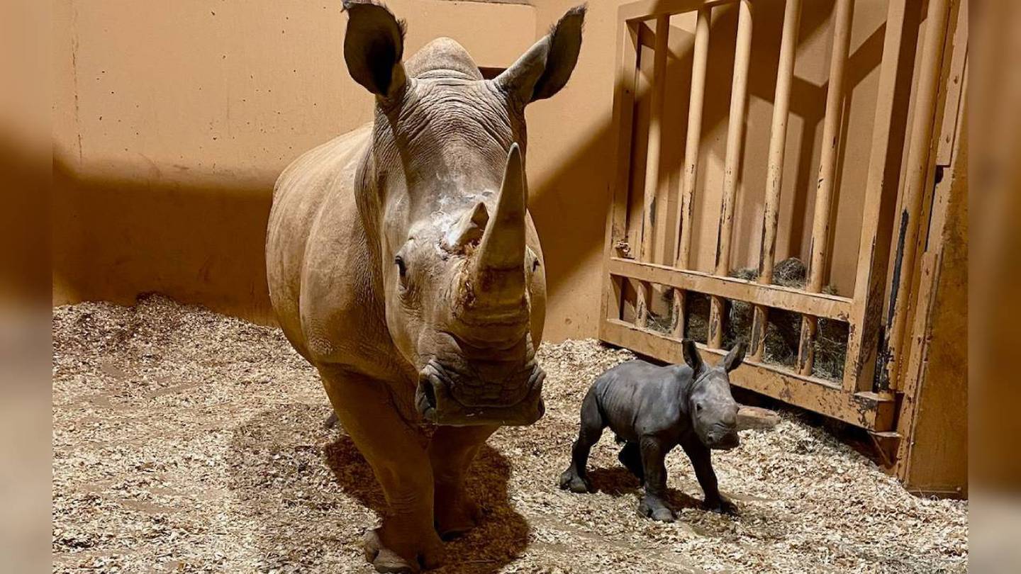 Meet Zoo Atlanta’s newest addition: white rhino Zuri