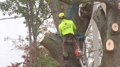 Metro Atlanta crews remove trees ahead of plunging temps, high winds