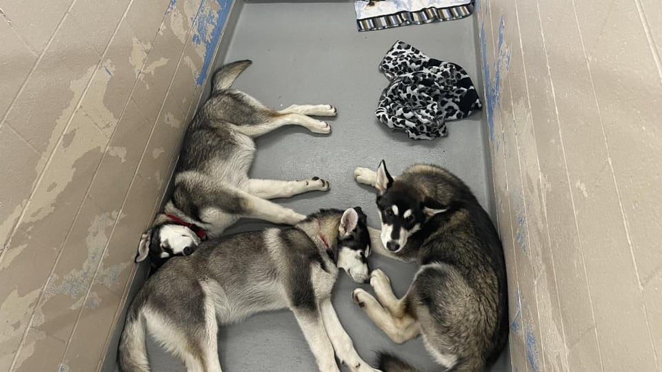 Husky pack 2024 rescue
