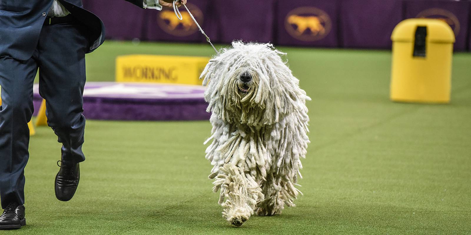 Photos Siba the standard poodle wins best in show at Westminster