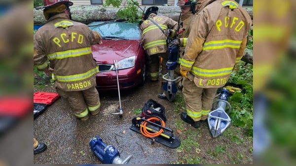 Woman survives after tree falls onto her car while she's sitting inside of it