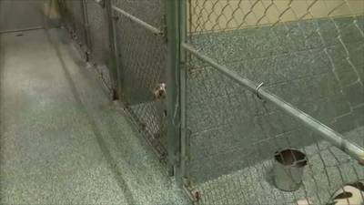 Staffing issues at metro Atlanta animal control has neighbors concerned as pit bulls roam community