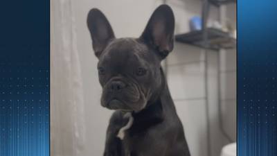 ‘My baby:’ Mom, daughter desperate to find beloved French bulldog stolen during carjacking