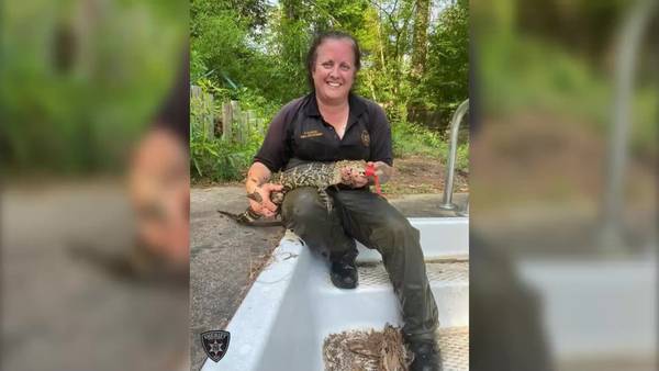 Baby gator rescued from unused pool at Bibb County residence