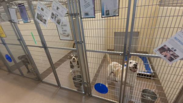‘We can’t thank you enough:’ Pets at DeKalb County animal shelter avoid euthanization 