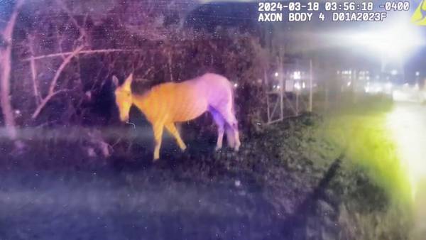 Atlanta police investigating who cut mounted patrol fence, setting horse loose