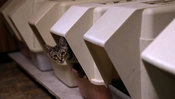 No. Although it may stink to high heaven, a full litter box is not a reason to call 911