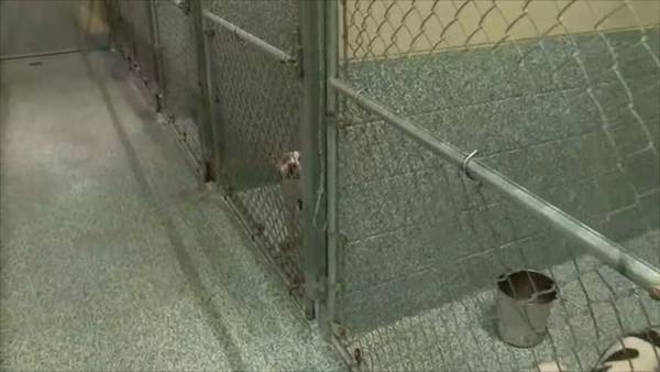 Staffing issues at metro Atlanta animal control has neighbors concerned as pit bulls roam community