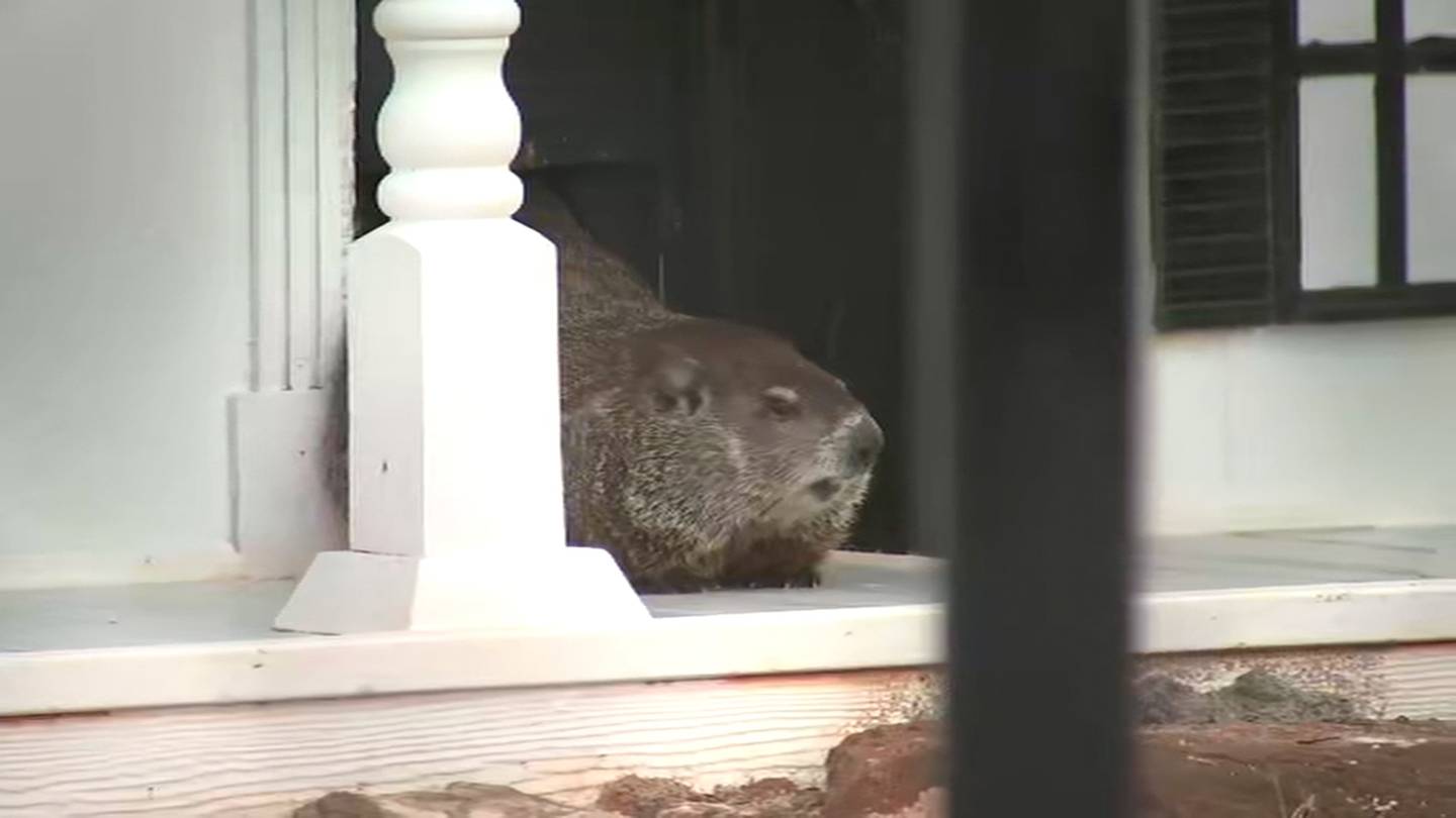 What will Georgia’s groundhogs predict: Early spring or six more weeks of winter?