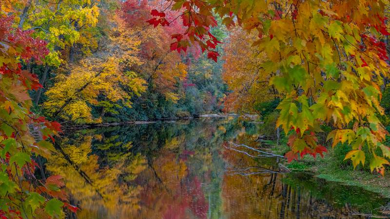 Oct. 23, 2023: Colorful maple leaves frame this image of the Linville River near the Linville Falls Visitor Center. Currently, the best fall color can be seen below 4,500 feet in elevation.