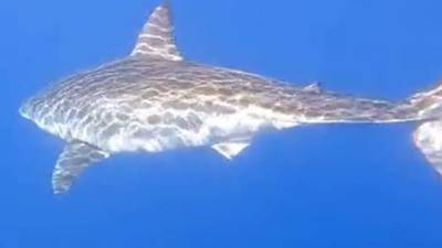 Huge great white shark spotted off Florida's east coast – WSB-TV Channel 2  - Atlanta