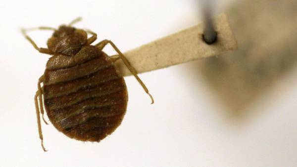 Athens-Clarke library closes after bed bugs found on chair