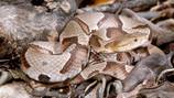 A 4-year-old was bitten by a copperhead snake. Even 10 vials of antivenom didn’t stop the reaction
