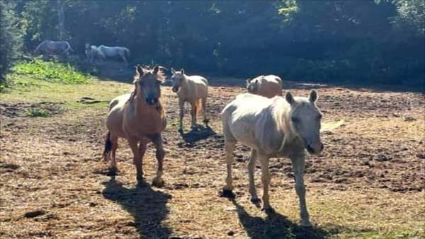 Mother, daughter duo rescues 15 horses after they were found neglected for months at Gwinnett home