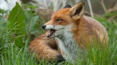 Rabid fox confirmed in Gainesville by Hall County Government