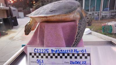Cold-stunned sea turtle found on St. Simons Island being treated at Georgia Sea Turtle Center