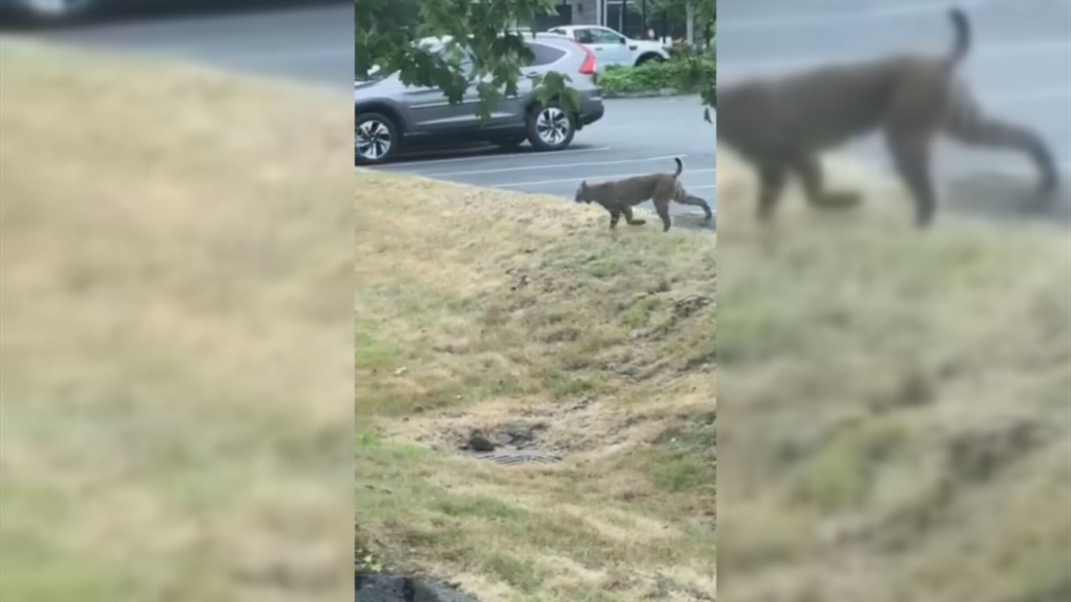 Bobcat eats rabbit in Green Township yard 