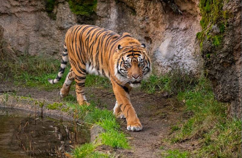 Male Sumatran tiger Sanjiv at Point Defiance Zoo & Aquarium.
