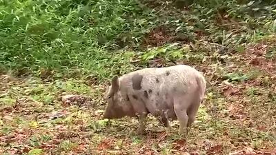 ‘This little piggie’ has worn out its welcome in one Atlanta neighborhood