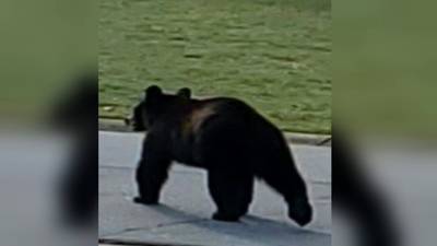 Black bear wanders onto metro Atlanta elementary school’s playground, forcing lockdown