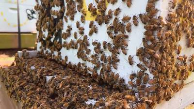 Honeybees are dying in record numbers, the actions to take to help keep them around