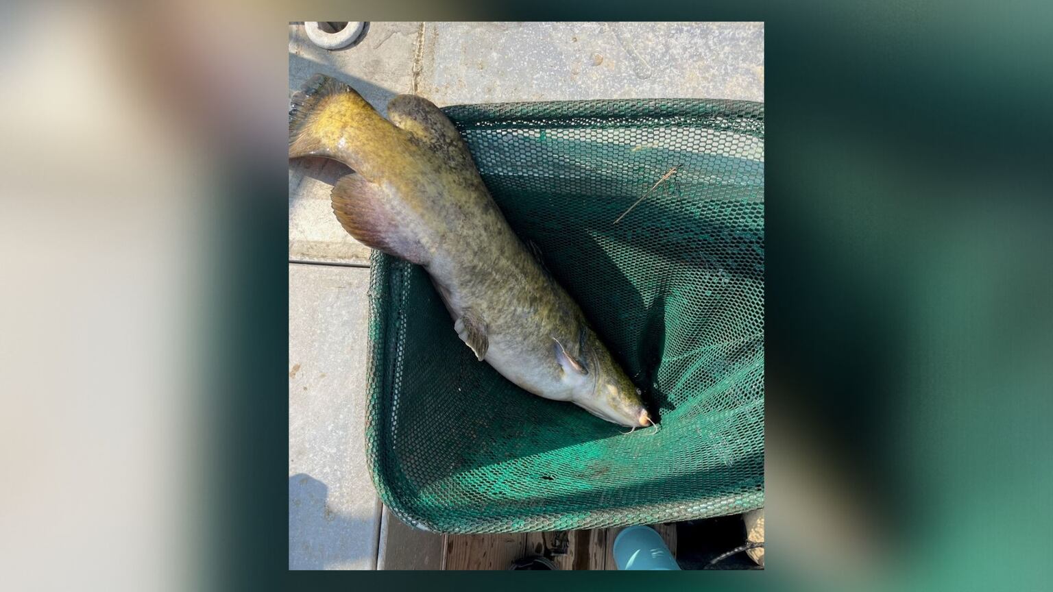 Wildlife officials concerned about invasive species of catfish spreading in  Georgia – WSB-TV Channel 2 - Atlanta