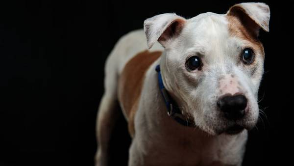 Homeless pets foundation looking for solutions for 'unadoptable' dogs