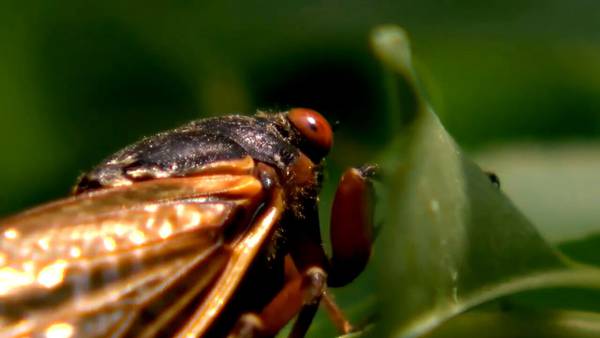 No need to fear -- but the cicadas are coming by the billions